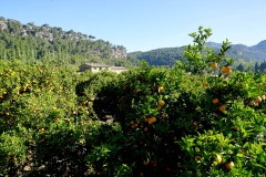 Sóller