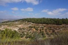 Beit Keshet Forest