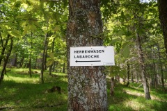 Forêt communale de Kaysersberg